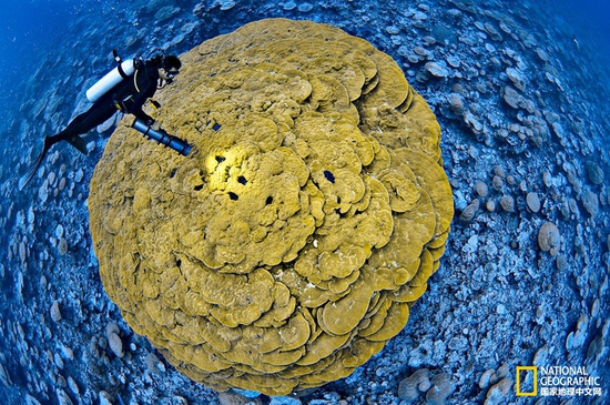 金曼礁國(guó)家紀(jì)念區(qū)，太平洋攝影：Brian Skerry，國(guó)家地理創(chuàng)意版
