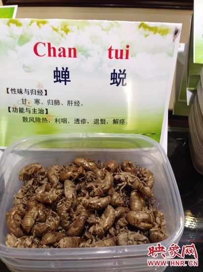 你可能沒想到，這個(gè)知了幼蟲退下的皮還是一味藥，對(duì)嗎？