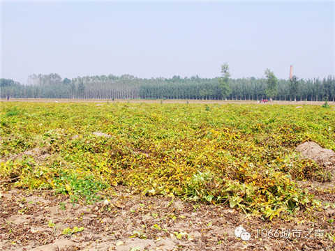 一望無際的山藥基地。據(jù)說，一季山藥后，土地需要五年才能恢復(fù)。