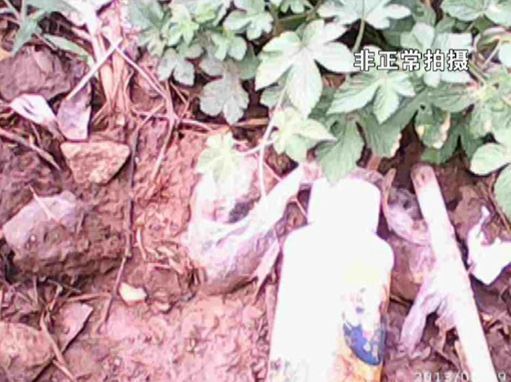 大棚蔬菜園區(qū)里到處丟棄著農(nóng)藥廢物。