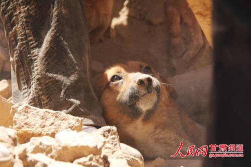 探出頭的小黃狗期待地看著救他的人。王生元/攝