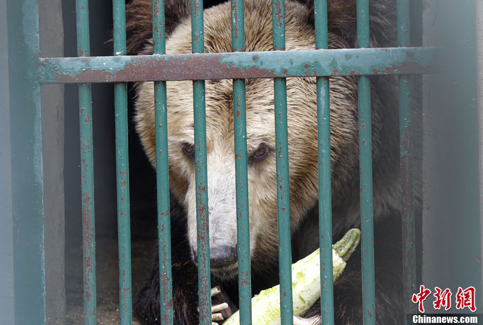 6月19日，河南鄭州，新密市動物園咬死飼養(yǎng)員的肇事棕熊被暫押在鄭州動物園內(nèi)，該熊“臥室”周圍被三重鋼