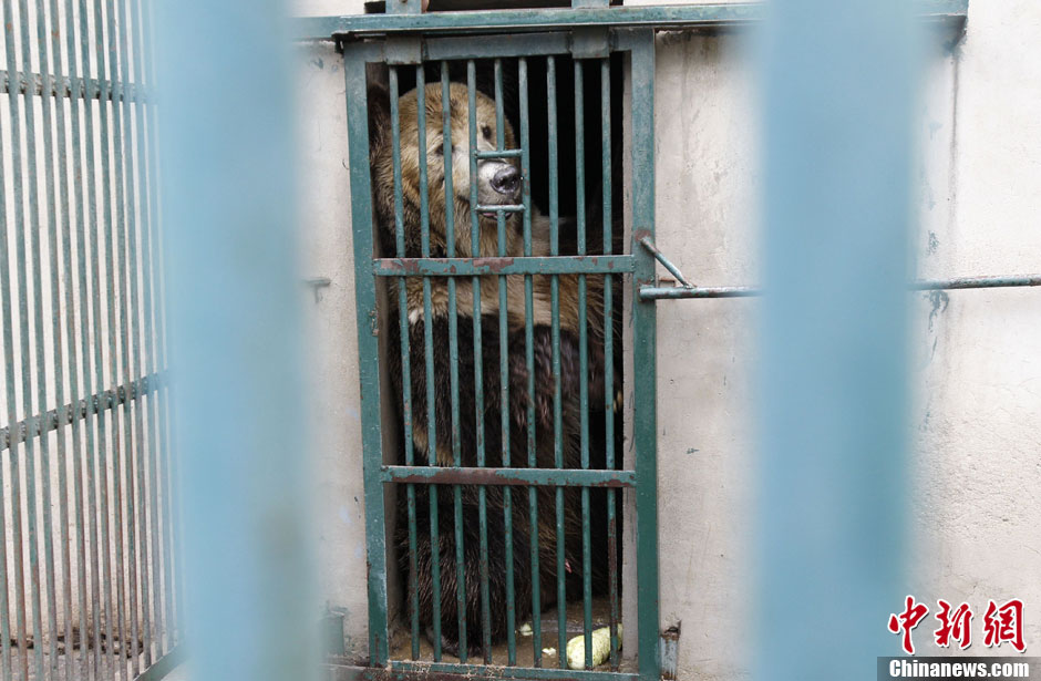 6月19日，河南鄭州，新密市動物園咬死飼養(yǎng)員的肇事棕熊被暫押在鄭州動物園內(nèi)，該熊“臥室”周圍被三重鋼