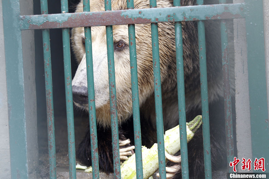 6月19日，河南鄭州，新密市動物園咬死飼養(yǎng)員的肇事棕熊被暫押在鄭州動物園內(nèi)，該熊“臥室”周圍被三重鋼