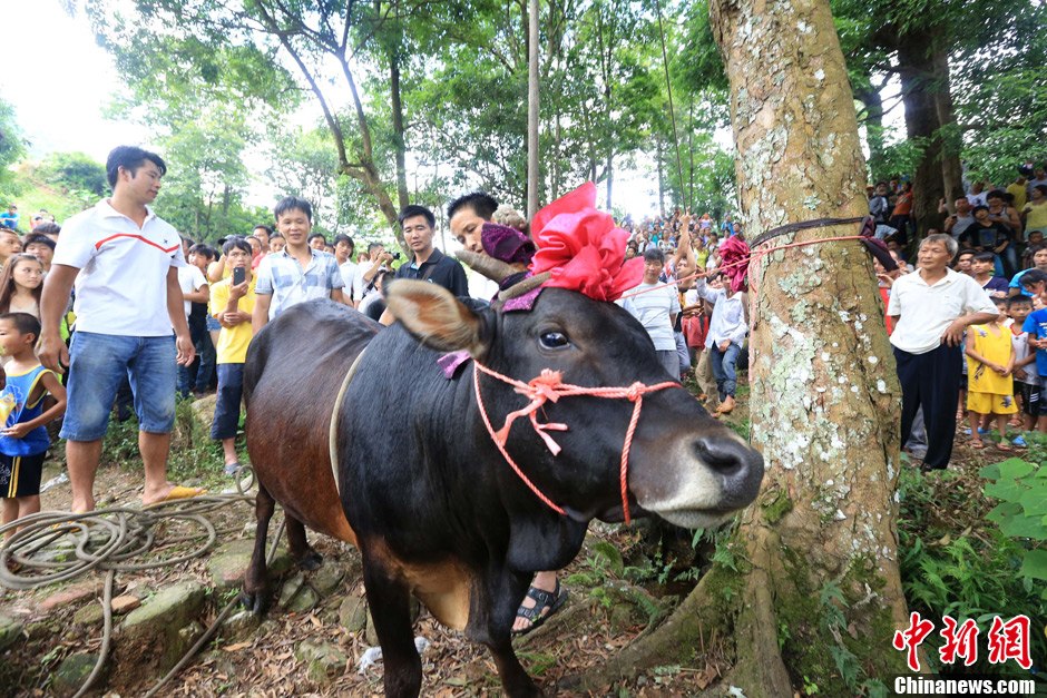 圖為村民給一頭黃牛頭戴上紅花準備進行“牽牛上樹”儀式。 譚凱興 攝