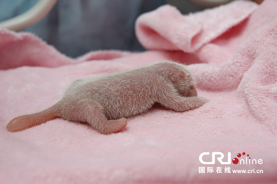 2013年7月11日，成都大熊貓繁育研究基地月亮產(chǎn)房，新生大熊貓寶寶在育嬰箱里憨態(tài)可掬。
