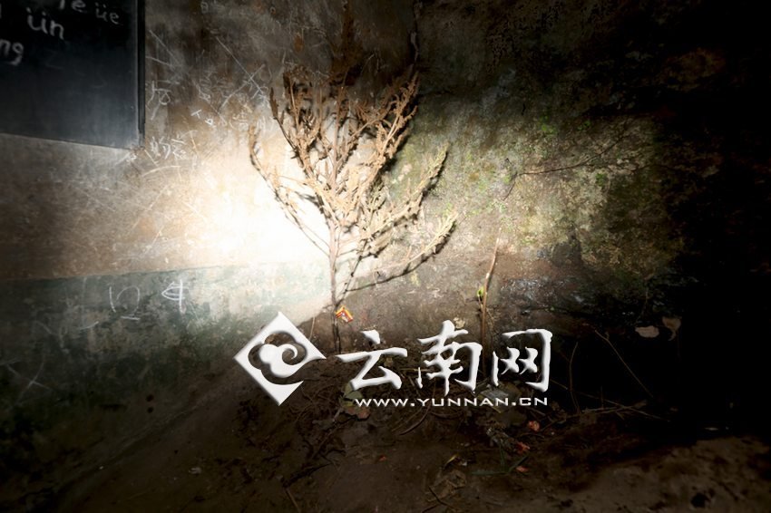 　教室里沒有燈，光線太暗，村民便種下了野蘇麻，希望教室有綠色，讓孩子們看到“希望”。 徐弘毅 攝