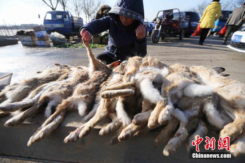 圖為12月14日，104國道靜?？h城附近，家養(yǎng)的大雁和野鴨被擺在一起售賣。田寶希 攝 圖片來源：CF