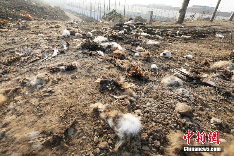 圖為12月1日，104國道靜?？h城附近，野兔的皮毛內臟等殘留物散落一地，寒風中飄著一股刺鼻的酸臭味。
