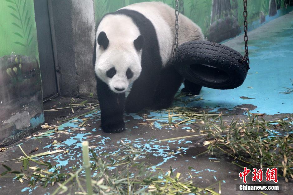 　3月17日，河南鄭州動物園內(nèi)的大熊貓“龍昇”。