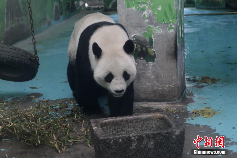 3月17日，河南鄭州動物園內(nèi)的大熊貓“龍昇”。