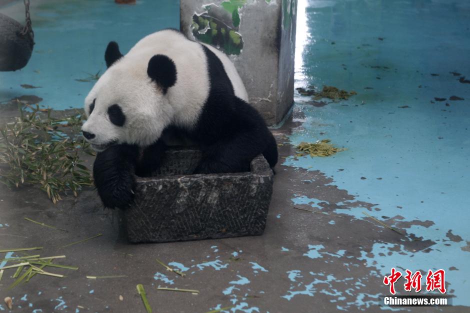 3月17日，河南鄭州動物園內(nèi)的大熊貓“龍昇”。