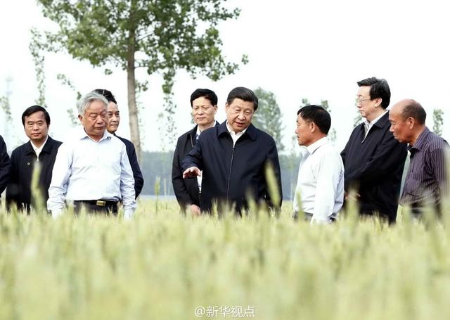 習(xí)近平走進(jìn)糧田,看麥穗灌漿,問(wèn)農(nóng)田建設(shè)。