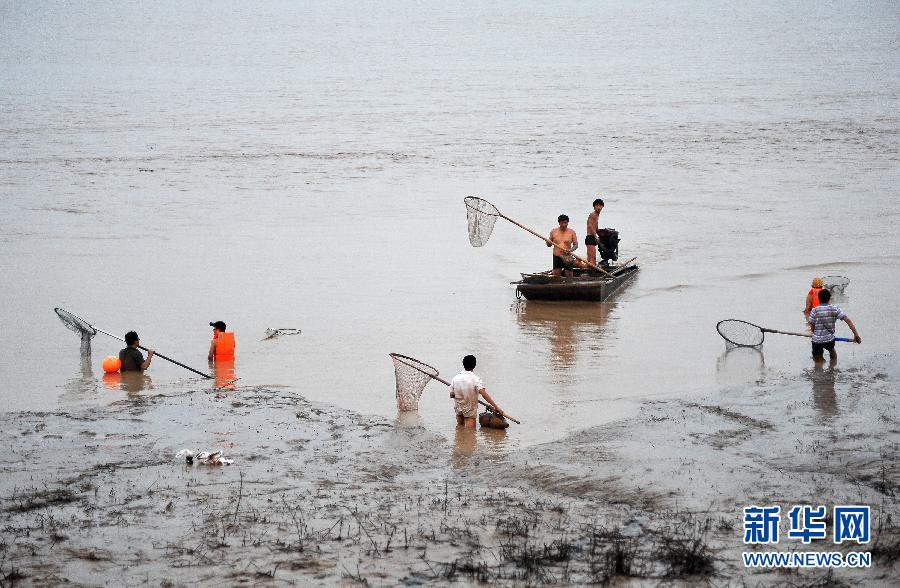 7月6日,在山西省平陸縣黃河河道內(nèi),人們?cè)诓稉泣S河“流魚”。