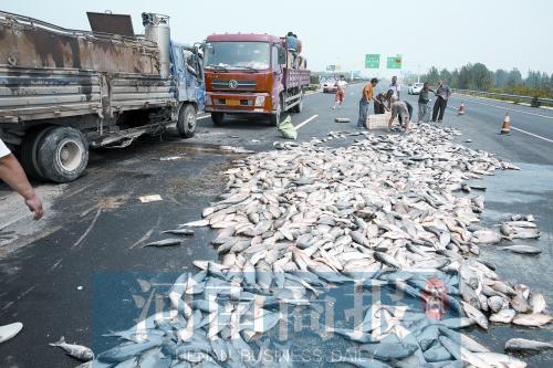 貨車翻,魚滿地。