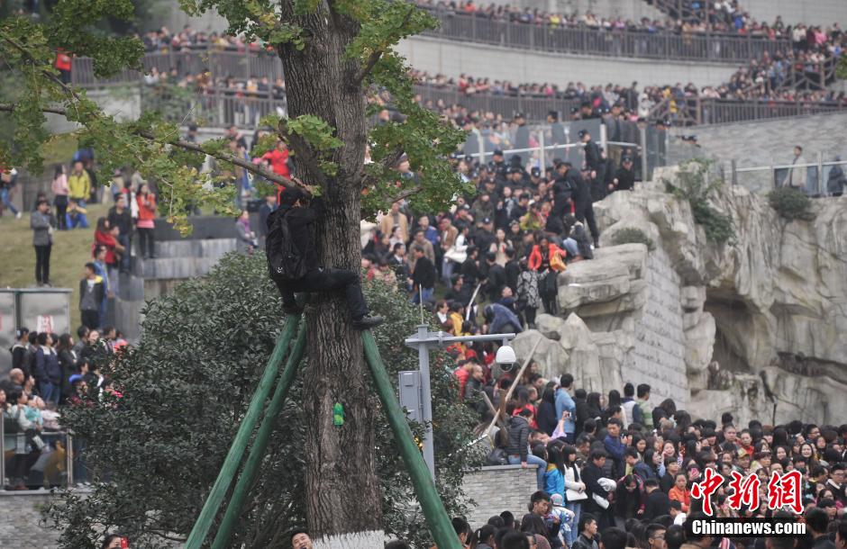 重慶一市民為占據(jù)有利位置，爬上銀杏樹觀看自己喜歡的明星。