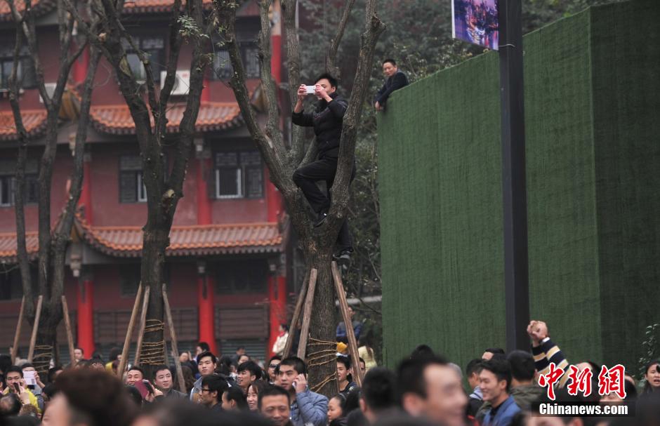 重慶一市民為占據(jù)有利位置，爬上銀杏樹觀看自己喜歡的明星。
