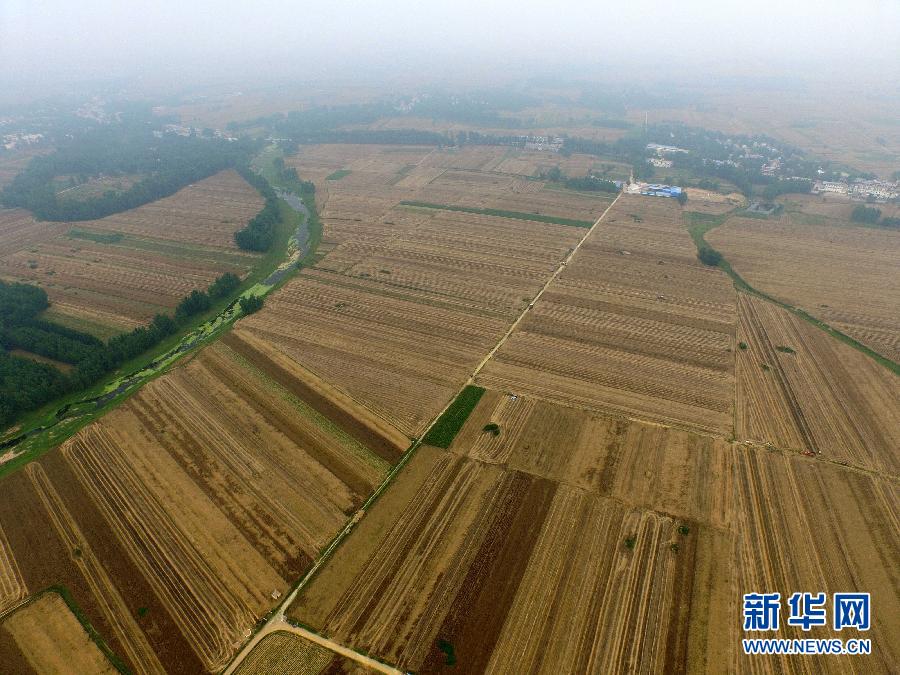 這是5月28日在河南省南陽市唐河縣甘河灣村航拍的麥?zhǔn)宅F(xiàn)場。