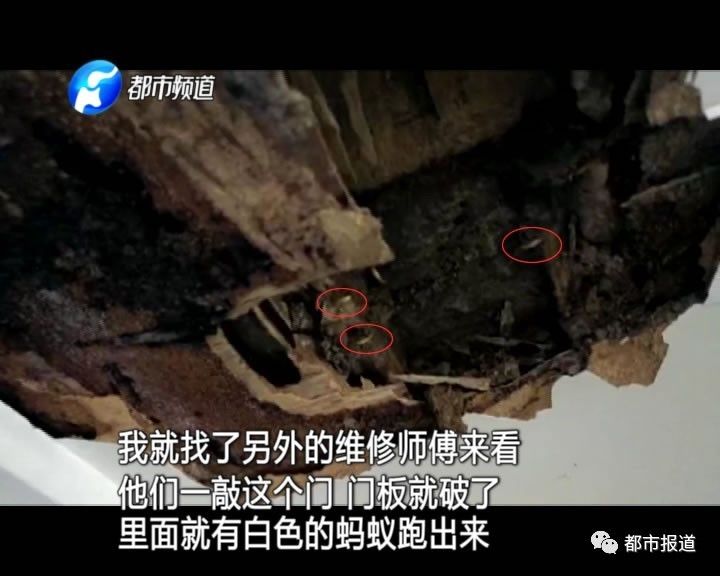 蟻族大軍入侵！十幾萬裝修的新家被“吃掉”