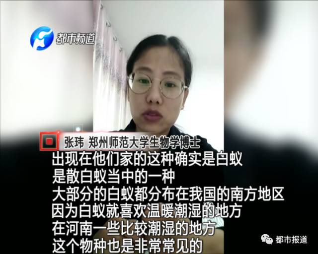 蟻族大軍入侵！十幾萬裝修的新家被“吃掉”
