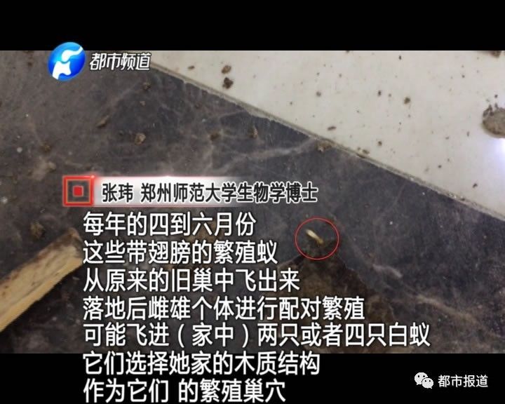蟻族大軍入侵！十幾萬裝修的新家被“吃掉”
