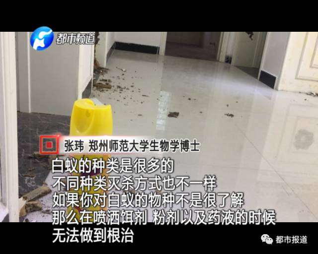 蟻族大軍入侵！十幾萬裝修的新家被“吃掉”
