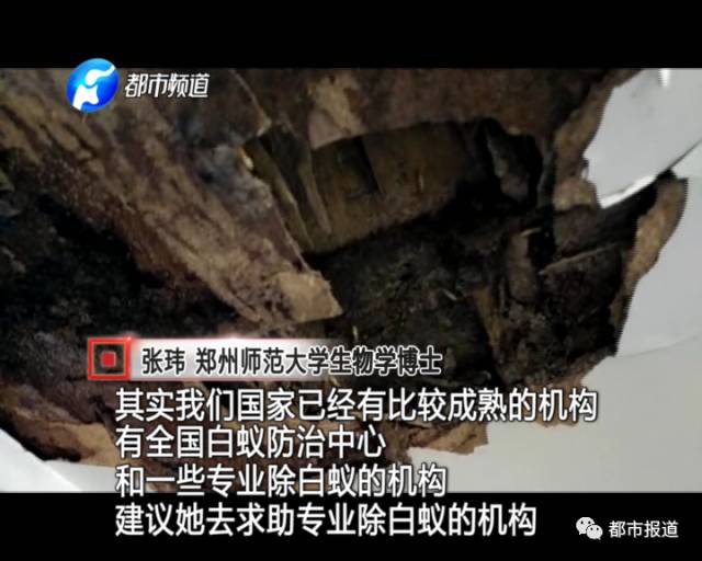 蟻族大軍入侵！十幾萬裝修的新家被“吃掉”