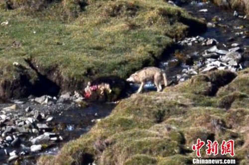 新疆南部草原野狼頻繁出沒(méi) 數(shù)千牲畜葬身狼腹