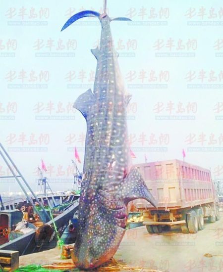 9月8日，日照漁民捕獲的重達10余噸的鯨鯊。(照片來自大眾網(wǎng))