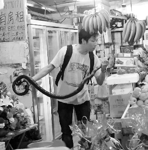 捕蛇專家張亮抓住眼鏡王蛇。信息時(shí)報(bào)記者 康健 翻拍