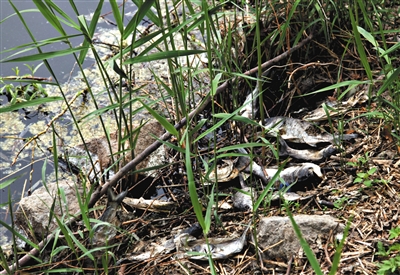 南沙河中漂浮著大量生活垃圾和腐爛水草等物，岸邊出現(xiàn)大量死魚。新京報(bào)記者郭鐵流攝