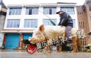 蔣大爺騎著他的種豬出門，回頭率很高。