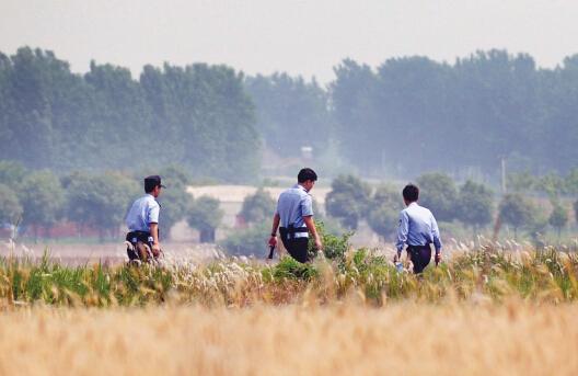 昨日上午，合肥長(zhǎng)豐縣雙墩鎮(zhèn)，民警分成小隊(duì)在案發(fā)村莊附近麥田搜捕嫌犯。記者劉玉才/攝