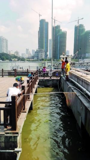 一群人正在打撈放生的龜、魚等。信息時(shí)報(bào)記者 陳文杰 攝