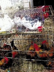 銷量大不如前，近期可能漲價