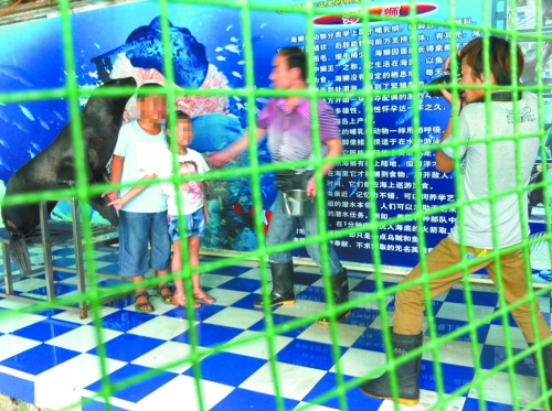 海獅就這樣被飼養(yǎng)員和攝影師擺弄，稍不聽話就會遭到毒打。