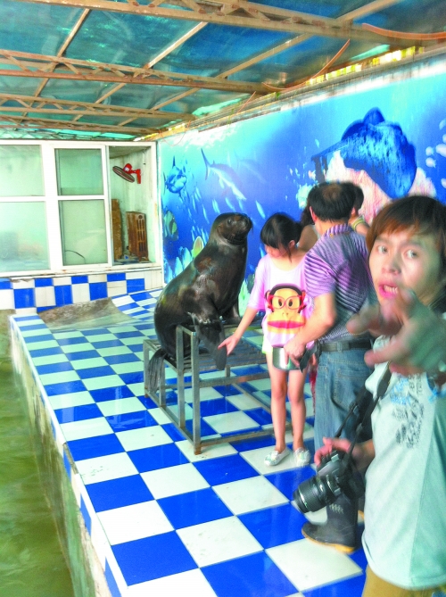 海獅館內(nèi)的攝影師警惕性很高,禁止記者拍照。