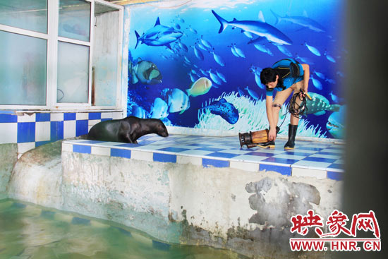 圖為飼養(yǎng)員和海獅。