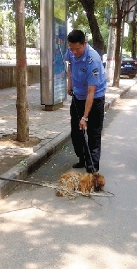 一名隊員拿一根叉子樣的工具，叉住狗狗的脖子