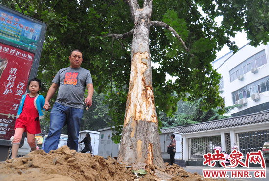 大樹(shù)根部翹起，歪向人行道邊。