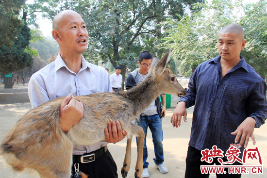 失主宋先生將“愛(ài)鹿”抱回家,并表示待小鹿傷情痊愈后,將其送到動(dòng)物園,供市民觀賞。