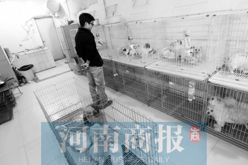 市民反映，淮河路“緣寵”寵物店曾出售疑似患病的狗