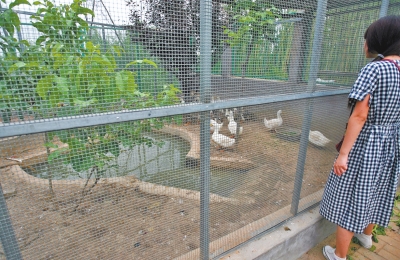 救助鳥類的大籠子里沒有鳥類，鴨子和鵝占了“鵲巢