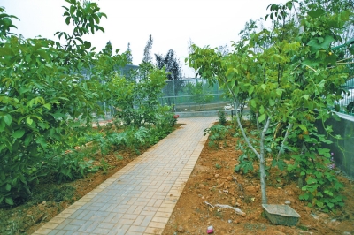 路兩邊是核桃樹，而路的盡頭救助野生鳥類的籠子，鴨子和鵝占了鵲巢