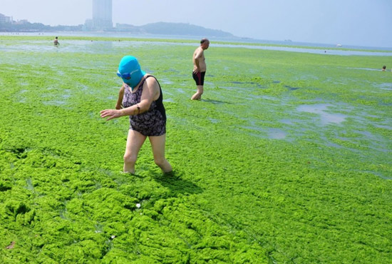 2013年7月3日，山東青島青島高溫來(lái)襲，“青島大媽”不懼滸苔，戴著“強(qiáng)盜面具”出現(xiàn)在海水浴場(chǎng)消暑降