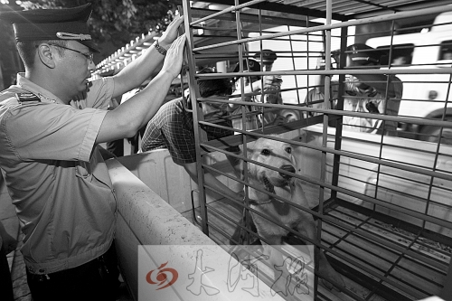 相關(guān)部門將加強(qiáng)管理，今年12月起烈性犬一律沒(méi)收。 （資料圖）