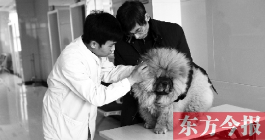 在一家大型寵物醫(yī)院里，生病的狗狗正在接受治療