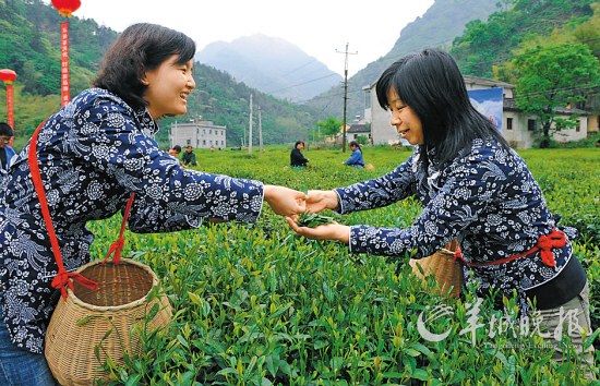 　　名茶六安瓜片原產(chǎn)地,游客身穿采茶女服裝在茶園體驗(yàn)采摘新茶的樂趣。