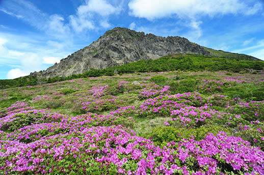 “五一”小長(zhǎng)假怎么玩? 尋幽訪(fǎng)古 賞花看海(圖)
