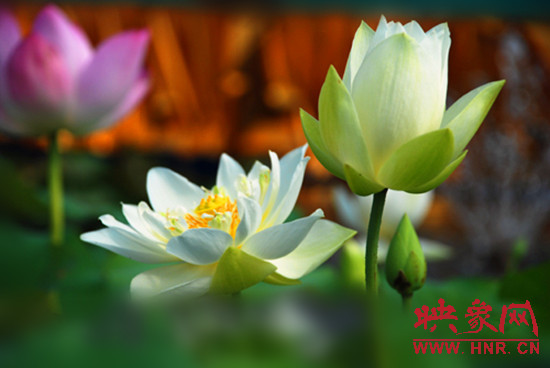 7月5日,第七屆淮陽荷花節(jié)將于7月8日正式拉開序幕。